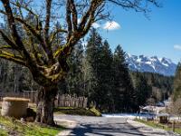 Moosbedeckter Baum beim Gasthof Adlgaß gegen Inzeller Kienberg Kamm